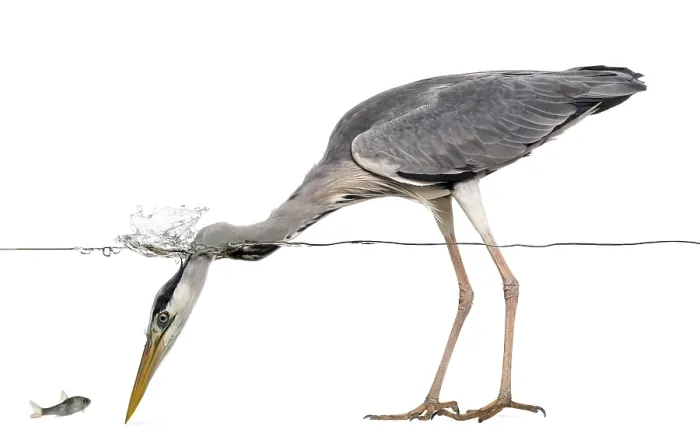 Framed Print : Grey Heron Side View Print, Isolated on White Framed Print : Grey Heron Side View Print, Isolated on White