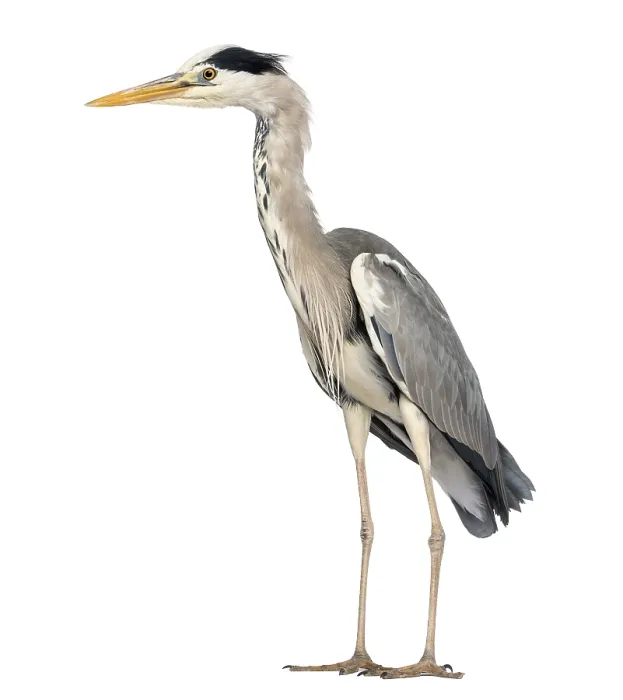 Framed Print : Grey Heron Side View Print - Ardea Cinerea Framed Print : Grey Heron Side View Print - Ardea Cinerea