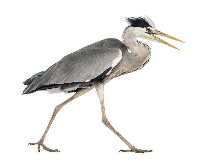Framed Print : Grey Heron Side View Print - Ardea Cinerea Framed Print : Grey Heron Side View Print - Ardea Cinerea
