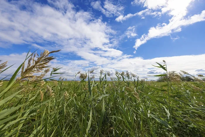 Framed Print : View through high grass to a sky with white clouds, Lake Neusiedl National Park Print Framed Print : View through high grass to a sky with white clouds, Lake Neusiedl National Park Print