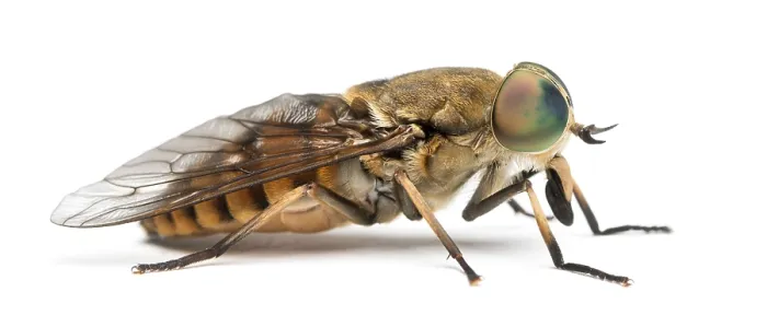 Framed Print : Side View Print of Tabanus Horsefly Framed Print : Side View Print of Tabanus Horsefly