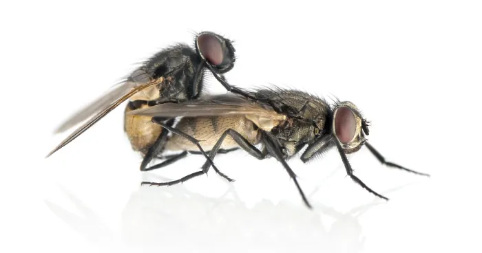 Framed Print : Side View of Copulating House Flies Print, Muscidae Framed Print : Side View of Copulating House Flies Print, Muscidae