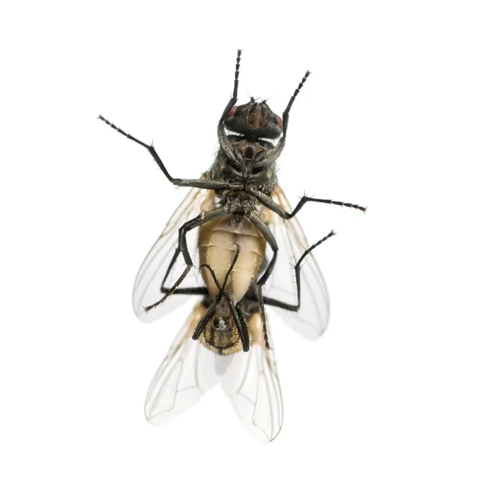 Framed Print : View from Below: House Flies Copulating Print Framed Print : View from Below: House Flies Copulating Print