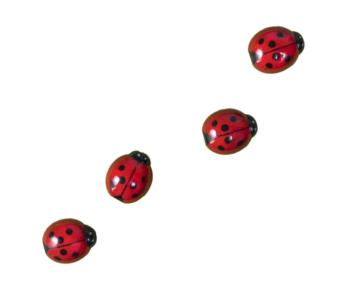 Framed Print : Ladybugs on Transparent Surface Print Framed Print : Ladybugs on Transparent Surface Print