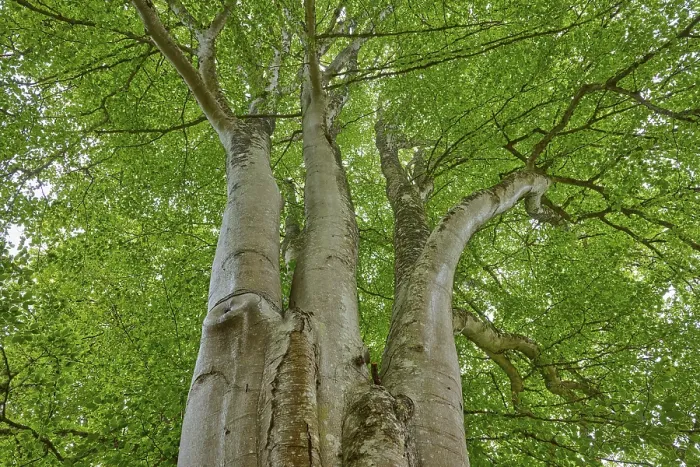 Framed Print : Copper Beech Tree Print, Cawdor, Scotland Framed Print : Copper Beech Tree Print, Cawdor, Scotland