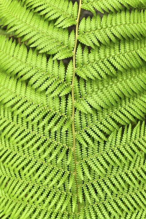 Framed Print : Detail Top View of Dicksonia Antarctica Leaf Print Framed Print : Detail Top View of Dicksonia Antarctica Leaf Print