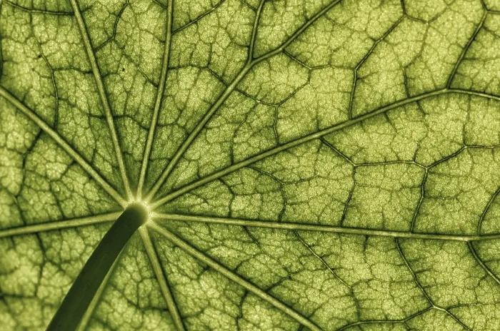 Framed Print : Bottom View Nasturtium Leaf Print Framed Print : Bottom View Nasturtium Leaf Print