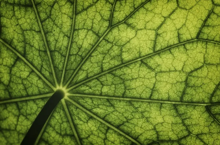 Framed Print : Bottom View of Nasturtium Leaf Print Framed Print : Bottom View of Nasturtium Leaf Print