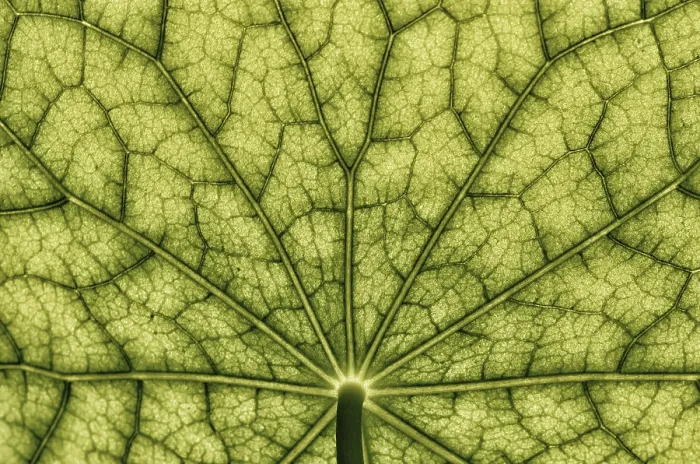 Framed Print : Nasturtium Leaf Bottom View Print Framed Print : Nasturtium Leaf Bottom View Print