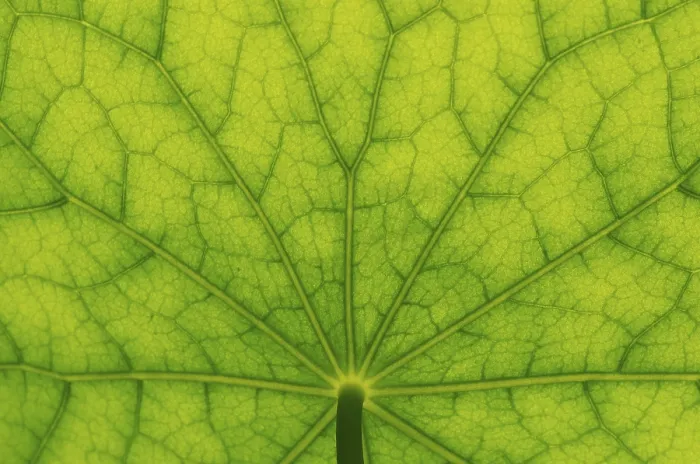 Framed Print : Bottom View of Nasturtium Leaf Print
