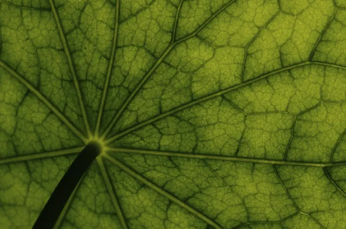 Framed Print : Bottom View of Nasturtium Leaf Print Framed Print : Bottom View of Nasturtium Leaf Print