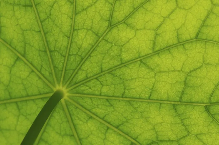 Framed Print : Bottom View of Nasturtium Leaf Print Framed Print : Bottom View of Nasturtium Leaf Print
