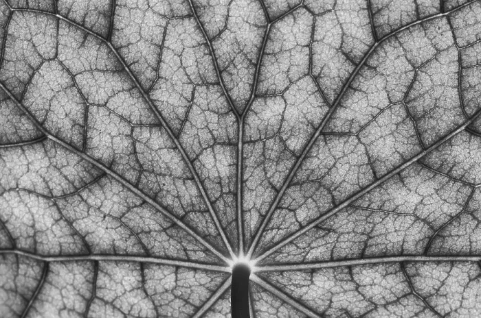 Framed Print : Bottom View of Nasturtium Leaf in Black and White Print Framed Print : Bottom View of Nasturtium Leaf in Black and White Print