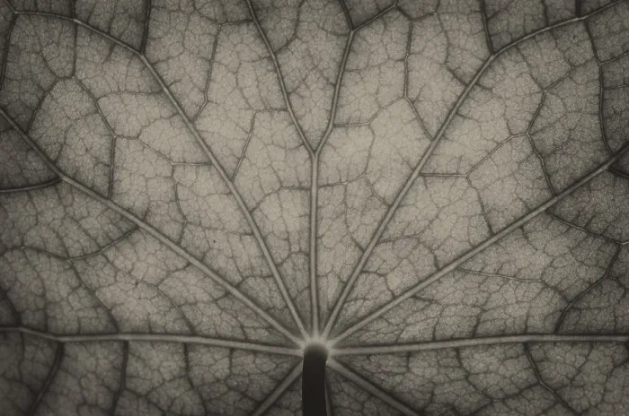 Framed Print : Bottom View of Nasturtium Leaf Print in Black and White Framed Print : Bottom View of Nasturtium Leaf Print in Black and White