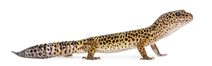 Framed Print : Side View Print of Leopard Gecko Eublepharis macularius Framed Print : Side View Print of Leopard Gecko Eublepharis macularius
