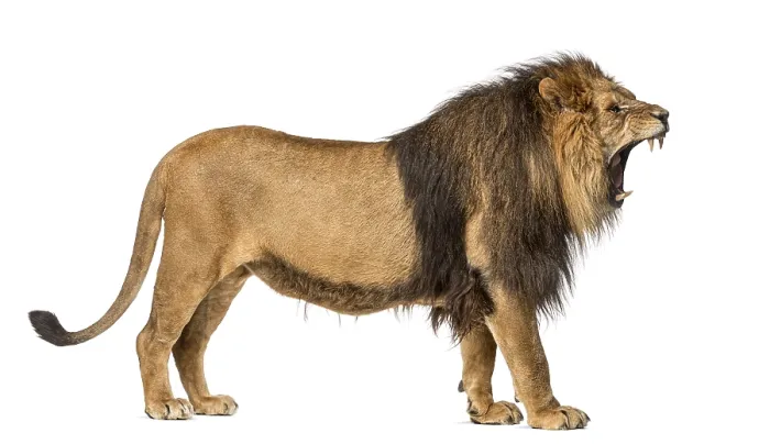 Framed Print : Side View Lion Roar Print, Panthera Leo Framed Print : Side View Lion Roar Print, Panthera Leo