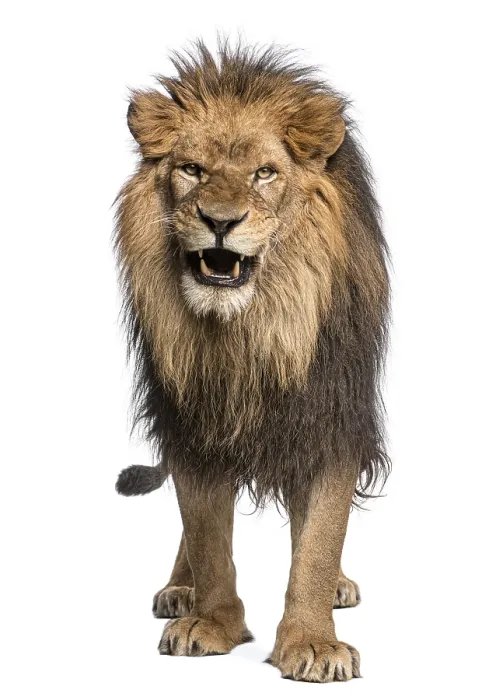 Framed Print : Front View Lion Roar Print, Panthera Leo Framed Print : Front View Lion Roar Print, Panthera Leo