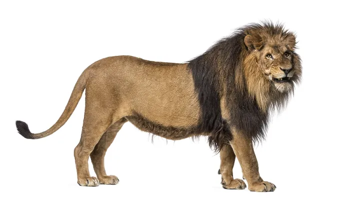 Framed Print : Side View Lion Print, Panthera Leo Standing Roar Framed Print : Side View Lion Print, Panthera Leo Standing Roar