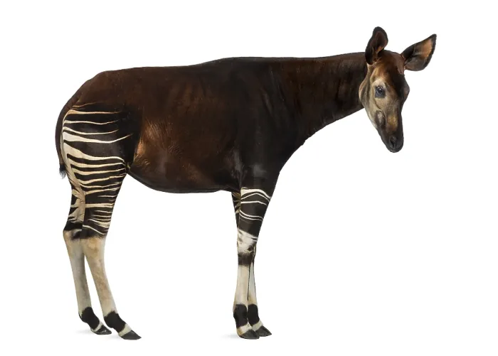 Framed Print : Okapi Side View Print - Okapia johnstoni