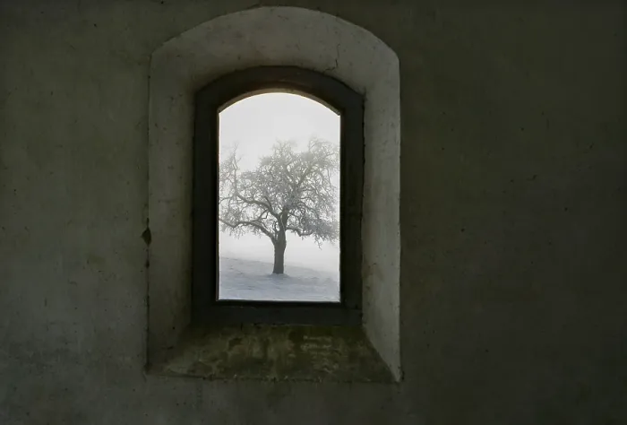Framed Print : View through an Old Window Print, Snow-Covered Tree, Austria Framed Print : View through an Old Window Print, Snow-Covered Tree, Austria