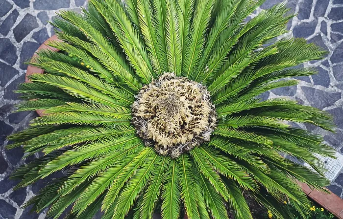 Framed Print : View of the palm tree from above Print Framed Print : View of the palm tree from above Print