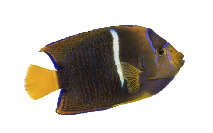 Framed Print : Side View of a Passer Angelfish Print Framed Print : Side View of a Passer Angelfish Print