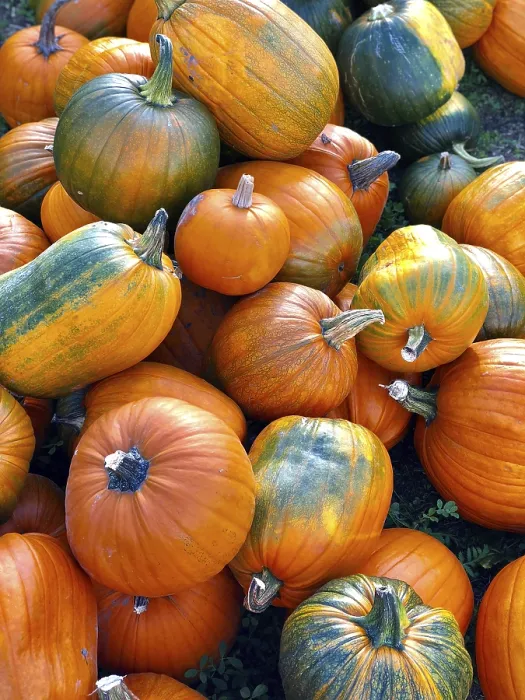 Framed Print : Top View of Multi Colored Pumpkins Print