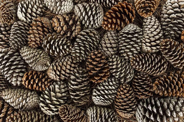Framed Print : Top View Pine Cones Print Framed Print : Top View Pine Cones Print