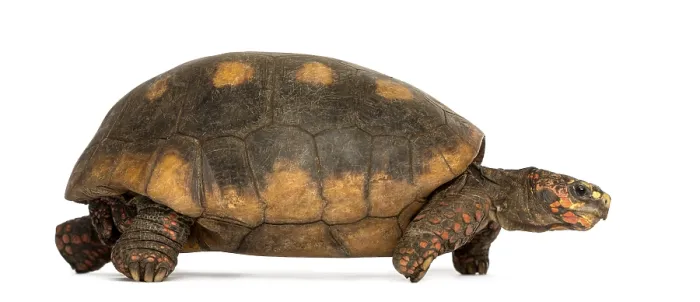 Framed Print : Side View Print of Red-footed Tortoise Walking