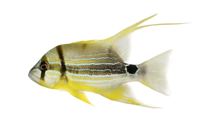 Framed Print : Side View of a Sailfin Snapper Print