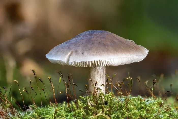 Framed Print : Ritterling Mushroom Print - Side View Framed Print : Ritterling Mushroom Print - Side View