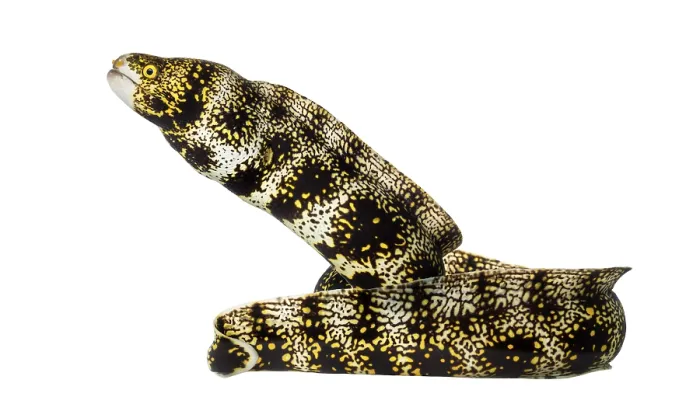 Framed Print : Side View of a Snowflake Moray Print - Echidna nebulosa Framed Print : Side View of a Snowflake Moray Print - Echidna nebulosa