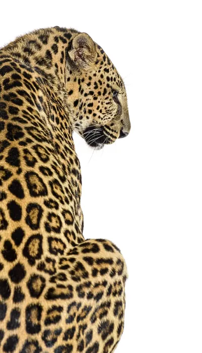 Framed Print : Back View of a Spotted Leopard Print Framed Print : Back View of a Spotted Leopard Print