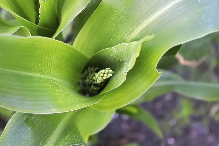 Framed Print : The Top View of a Tassel Growing out of a Corn Top Print Framed Print : The Top View of a Tassel Growing out of a Corn Top Print