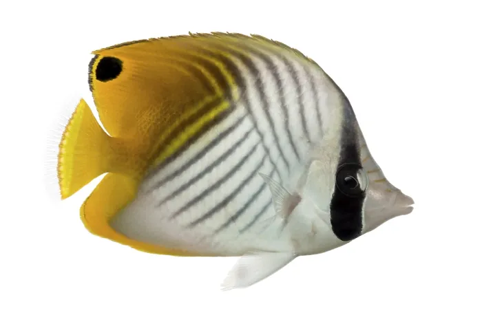 Framed Print : Side View of a Threadfin Butterflyfish Print Framed Print : Side View of a Threadfin Butterflyfish Print
