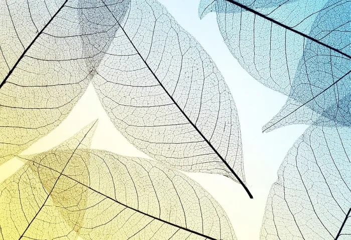 Framed Print : Top View Translucent Leaves Print Framed Print : Top View Translucent Leaves Print