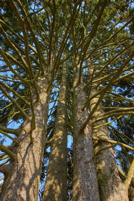 Framed Print : View from below of tree trunks with thick branches under a blue sky in the forest Print Framed Print : View from below of tree trunks with thick branches under a blue sky in the forest Print