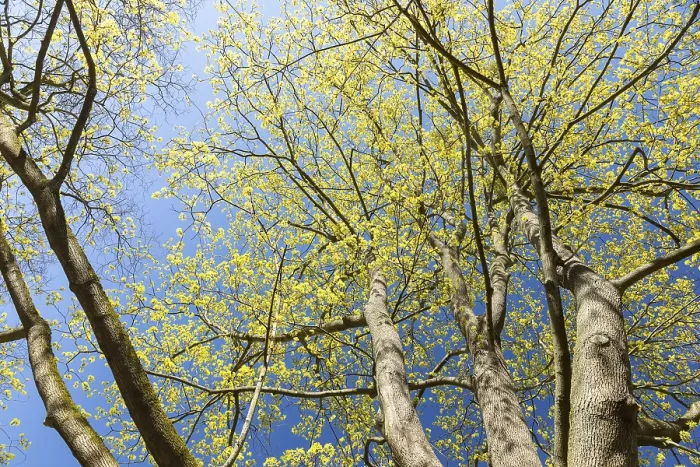 Framed Print : Print of Blooming Maple Tree Treetop, Saxony, Germany Framed Print : Print of Blooming Maple Tree Treetop, Saxony, Germany