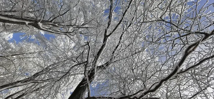 Framed Print : Franconian Forest Winter Tree Print Framed Print : Franconian Forest Winter Tree Print