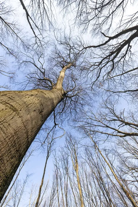 Framed Print : View into the treetops Print