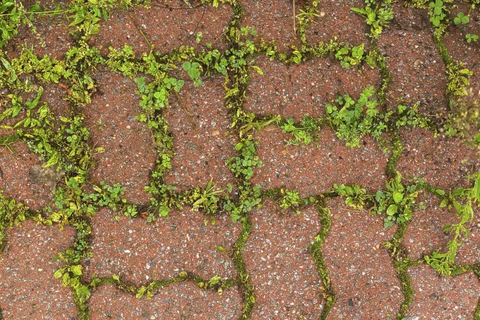 Framed Print : Top View of Undesirable Plants in Terracotta Paving Print Framed Print : Top View of Undesirable Plants in Terracotta Paving Print