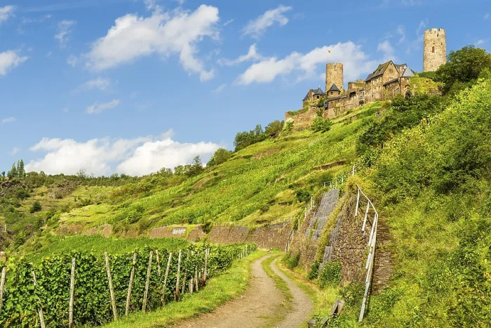 Framed Print : View over vineyard and castle of Thurant Print, Moselle Valley, Germany Framed Print : View over vineyard and castle of Thurant Print, Moselle Valley, Germany