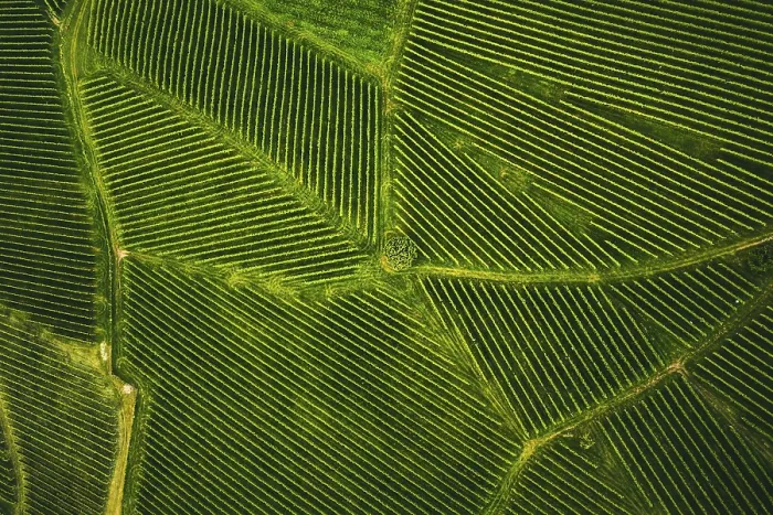 Framed Print : Aerial Drone Shot of Vineyard in Summer Print Framed Print : Aerial Drone Shot of Vineyard in Summer Print
