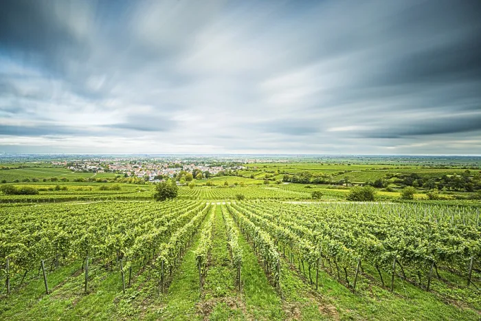 Framed Print : View over vineyards to Deidesheim, Palatinate Print Framed Print : View over vineyards to Deidesheim, Palatinate Print