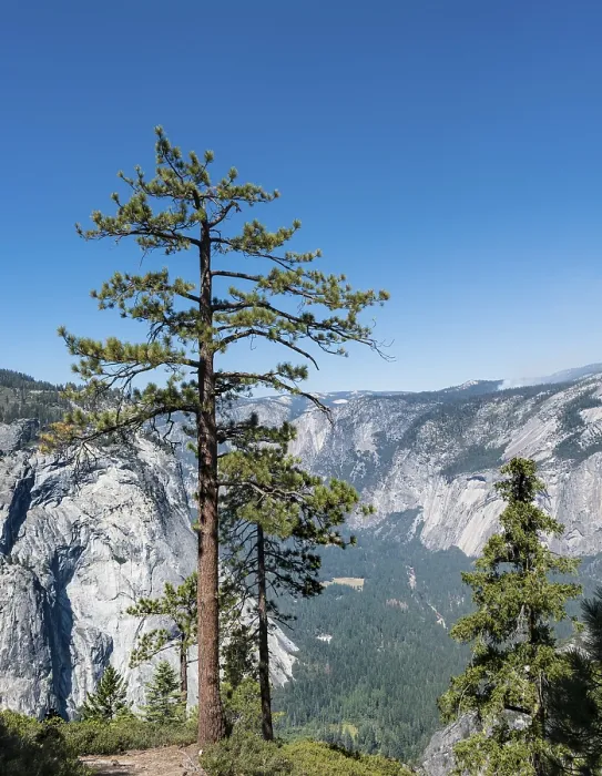 Framed Print : View into Yosemite Valley, pine in front Print Framed Print : View into Yosemite Valley, pine in front Print