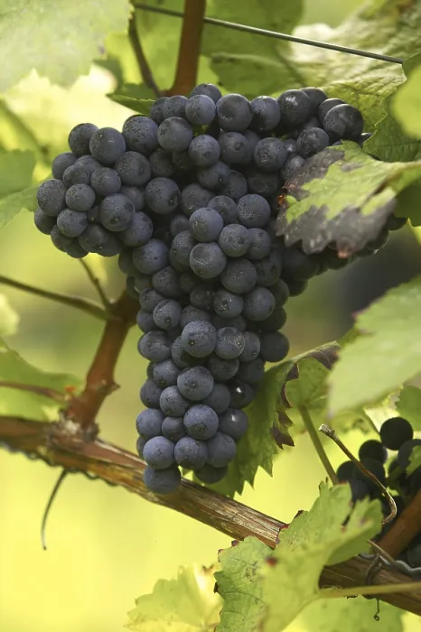 Framed Print : Vine with Grapes Print Framed Print : Vine with Grapes Print