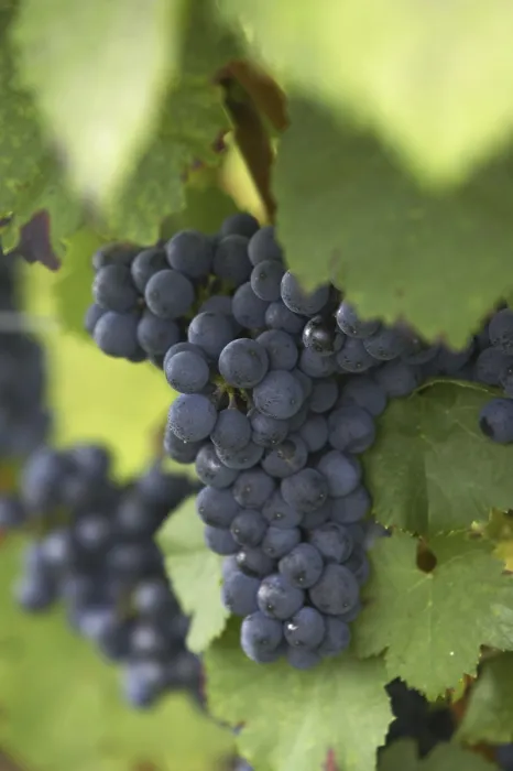 Framed Print : Vine with Grapes Print Framed Print : Vine with Grapes Print