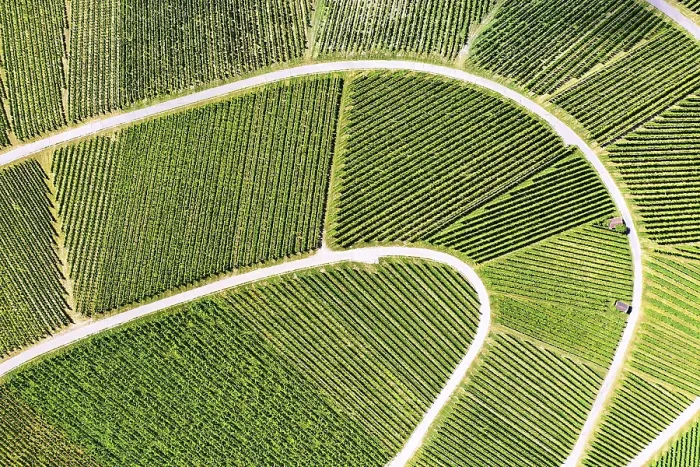 Framed Print : Vineyard Print from Above Framed Print : Vineyard Print from Above