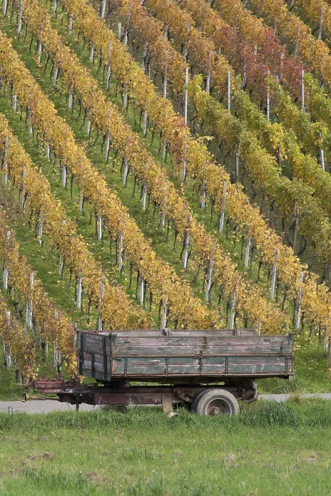 Framed Print : Vineyard Landscape Print
