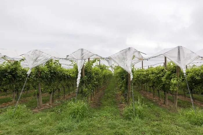 Framed Print : Vineyard Print - Protective Nets, Baden-Wurttemberg, Germany Framed Print : Vineyard Print - Protective Nets, Baden-Wurttemberg, Germany